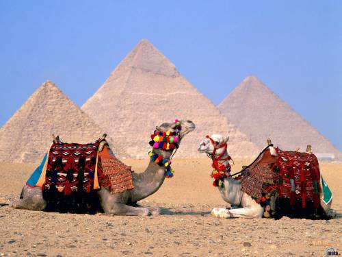 Обои для рабочего стола - древние пирамиды Гизы. Фото верблюды на фоне пирамид Египта, картинки.
