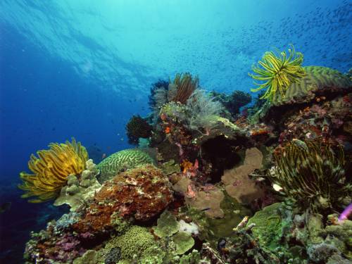 Обои для рабочего стола - Коралловые рифы в Египте. Красное море коралловые рифы обои, картинки.