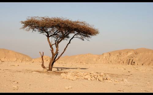Обои для рабочего стола - одинокое дерево в пустыне. Сахара в Египте обои, картинки.